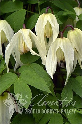 Лемон Бьюти (Clematis atragene Lemon Beauty) 3406