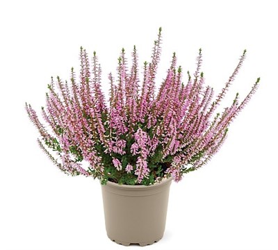 Лена (Calluna vulgaris Lena) 3409
