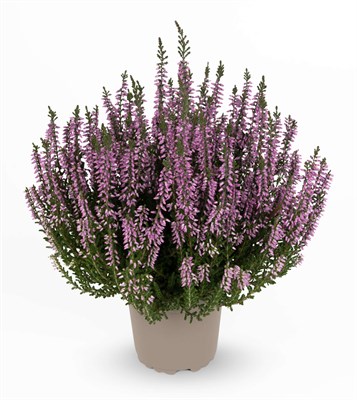 Лизбет (Calluna vulgaris Fruhe Lisbeth) 3411