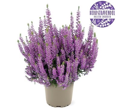 Лилани (Calluna vulgaris Lilani) 3412