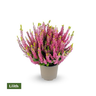 Лилит (Calluna vulgaris Lilith) 3415