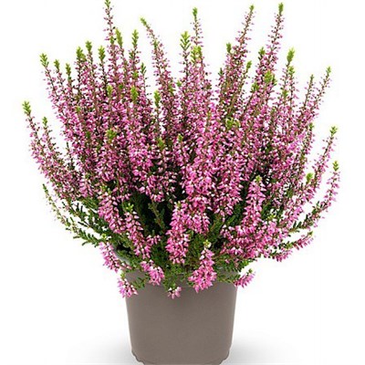 Лилли (Calluna vulgaris Lilli) 3417