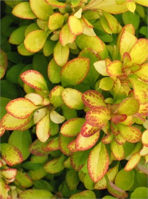 Лимончелло (Berberis thunbergii Limoncello BailErin) 3418
