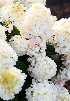 Литтл Блоссом , Living® (Европа) (Hydrangea paniculata Little Blossom) 3429