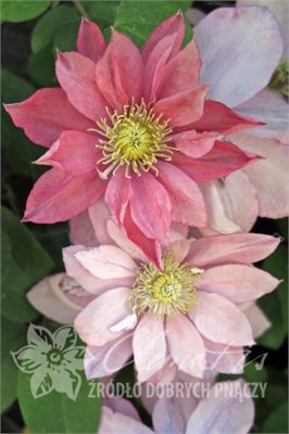 Литтл Мермейд (Clematis Little Mermaid) 3434