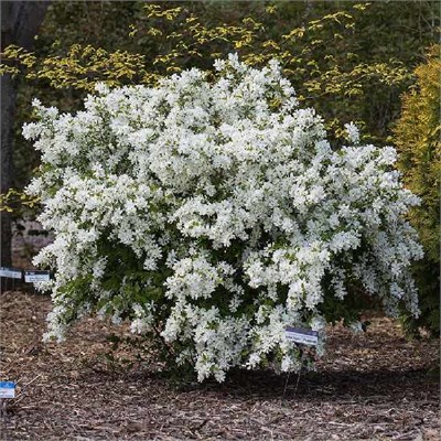 Лотус Мун Перлбуш (Exochorda macrantha Lotus Moon Pearlbush) 3447