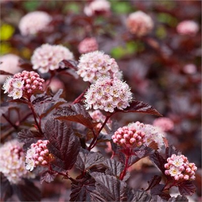 Лэди ин Рэд (Physocarpus opulifolius Lady in Red) 3455