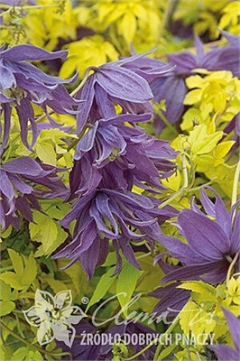 Люминоус Даск (Clematis atragene LUMINOUS® DUSK) 3456