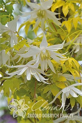 Люминоус Сноу (Clematis atragene LUMINOUS® SNOW) 3457