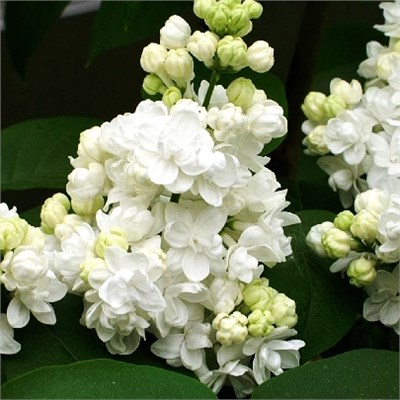 Мадам Лемуан (Syringa vulgaris Mme Lemoine) 3458