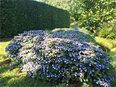 Маджик Пиллоу (Hydrangea serrata Magic Pillow) 3459