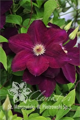 Мазовше Волкано (Clematis Mazowsze VOLCANO) 3462