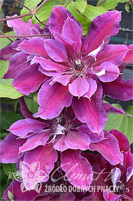 Май Бьюти (Clematis My Beauty) 3463