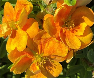 Мармелад (First Editions®) (Potentilla fruticosa Marmalade First Editions®) 3479
