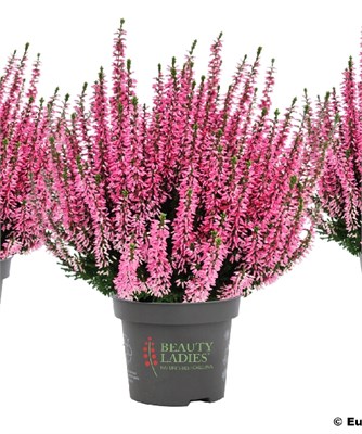 Марта (Calluna vulgaris Marta) 3482