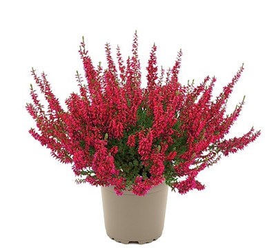 Мартина (Calluna vulgaris Martina) 3484