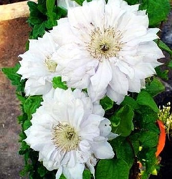 Мать Сиедлиска (Clematis Matka Siedliska) 3488