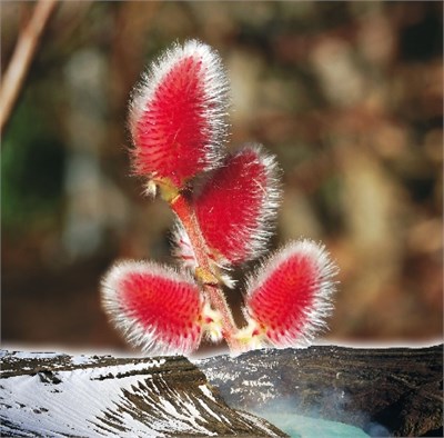 Маунт Асо (Salix gracilistyla Mount Aso) 3489