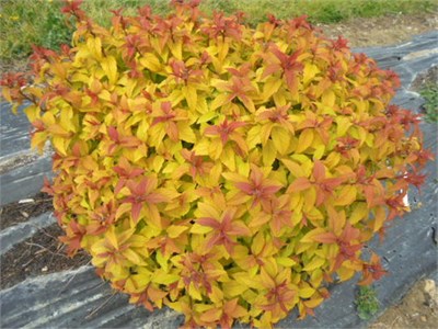 Мерло Голд (Spiraea japonica Merlo Gold) 3495