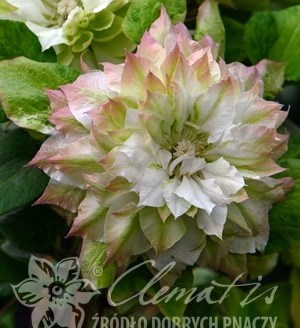 Мидори (Clematis Midori) 3499