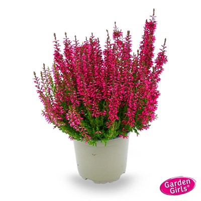 Милва (Calluna vulgaris Milva) 3501