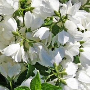 Мон Блан (Philadelphus Mont Blanc) 3524