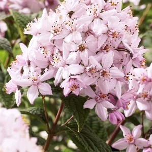 Монт Роуз (Deutzia hybrida Mont Rose) 3525