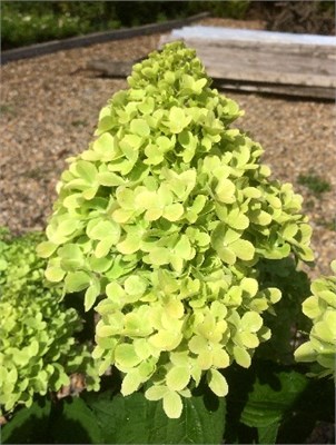Мохито (Hydrangea paniculata Mojito) 3535