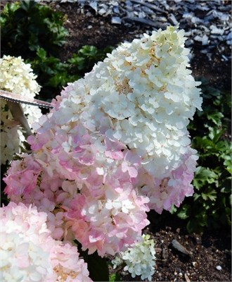 Мэджикал Андес (Hydrangea paniculata Magical Andes) 3557