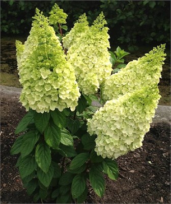 Мэджикал Килиманджаро (Hydrangea paniculata Magical Kilimanjaro) 3561