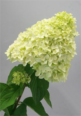 Мэджикал Кэндл (Hydrangea paniculata Magical Candle) 3562