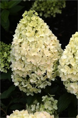 Мэджикал Маттерхорн (Hydrangea paniculata Magical Matterhorn) 3566