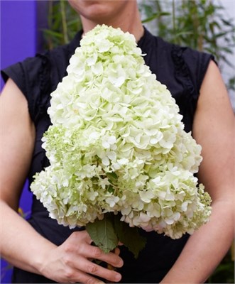 Мэджикал Мунлайт (Hydrangea paniculata Magical Moonlight) 3570