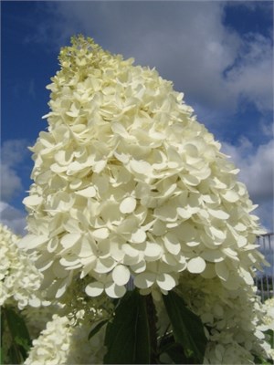Мэджикал Свит Саммер (Hydrangea paniculata Magical Sweet Summer) 3574