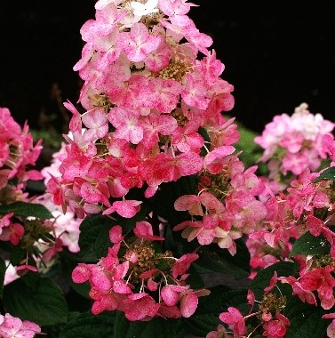 Мэджикал Файр (Hydrangea paniculata Magical Fire) 3576