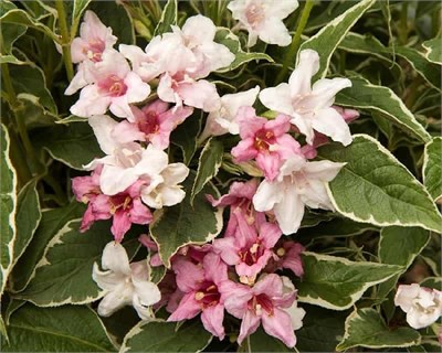 Мэджикал Фентези (Weigela Magical Fantasy) 3580