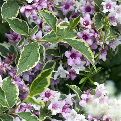 Нана Вариегата (Weigela Nana Variegata) 3598