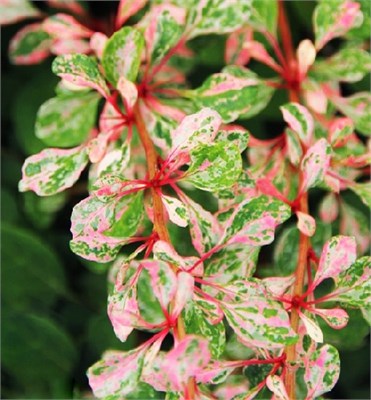 Наташа (Berberis thunbergii Natasza) 3608