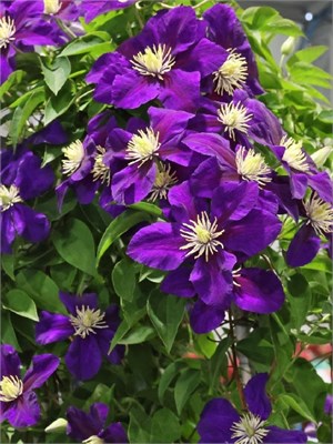 Неонка (Clematis Neonka) 3612