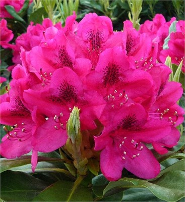 Нова Зембла (Rhododendron Nova Zembla) 3623