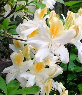 Ноферн Хай-Лайтс (Azalea prinophyllum Northern Hi-Lights) 3626