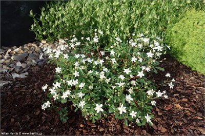 Нуук (Potentilla tridentata Nuuk) 3628