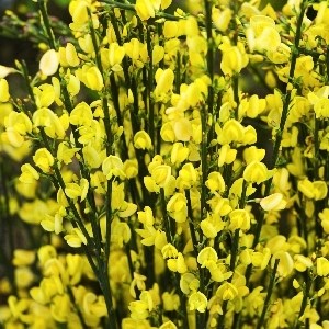 Олголд (Cytisus praecox Allgold) 3631