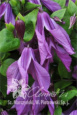 Память Сердца (Clematis Pamiat Serdtsa) 3646