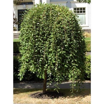 Пендула (Salix integra Pendula) 3659