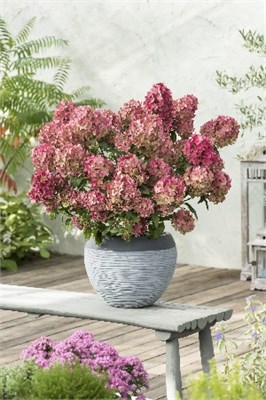 Петит Стар (Hydrangea paniculata Petite Star) 3666