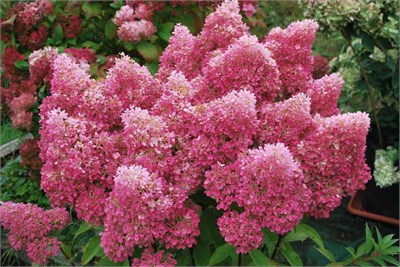 Петит Флори (Hydrangea paniculata Petite Flori) 3667