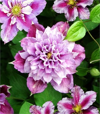 Пиилу (Clematis Piilu) 3672