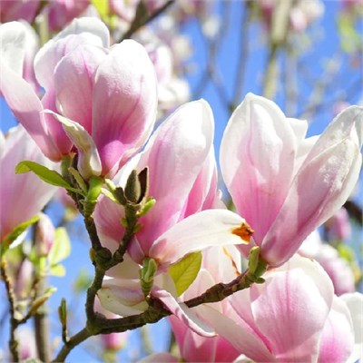 Пинк Айс (Magnolia Pink Ice) 3679