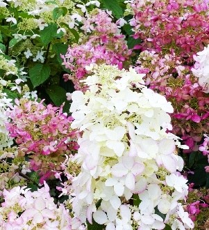 Пинк Леди (Hydrangea paniculata Pink Lady) 3685